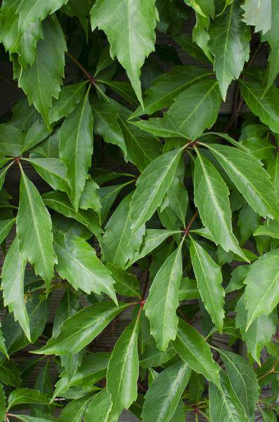 Wilder Wein - Parthenocissus q. var. 'Engelmannii' - ↨65cm - Ø15cm - 3 Stück 