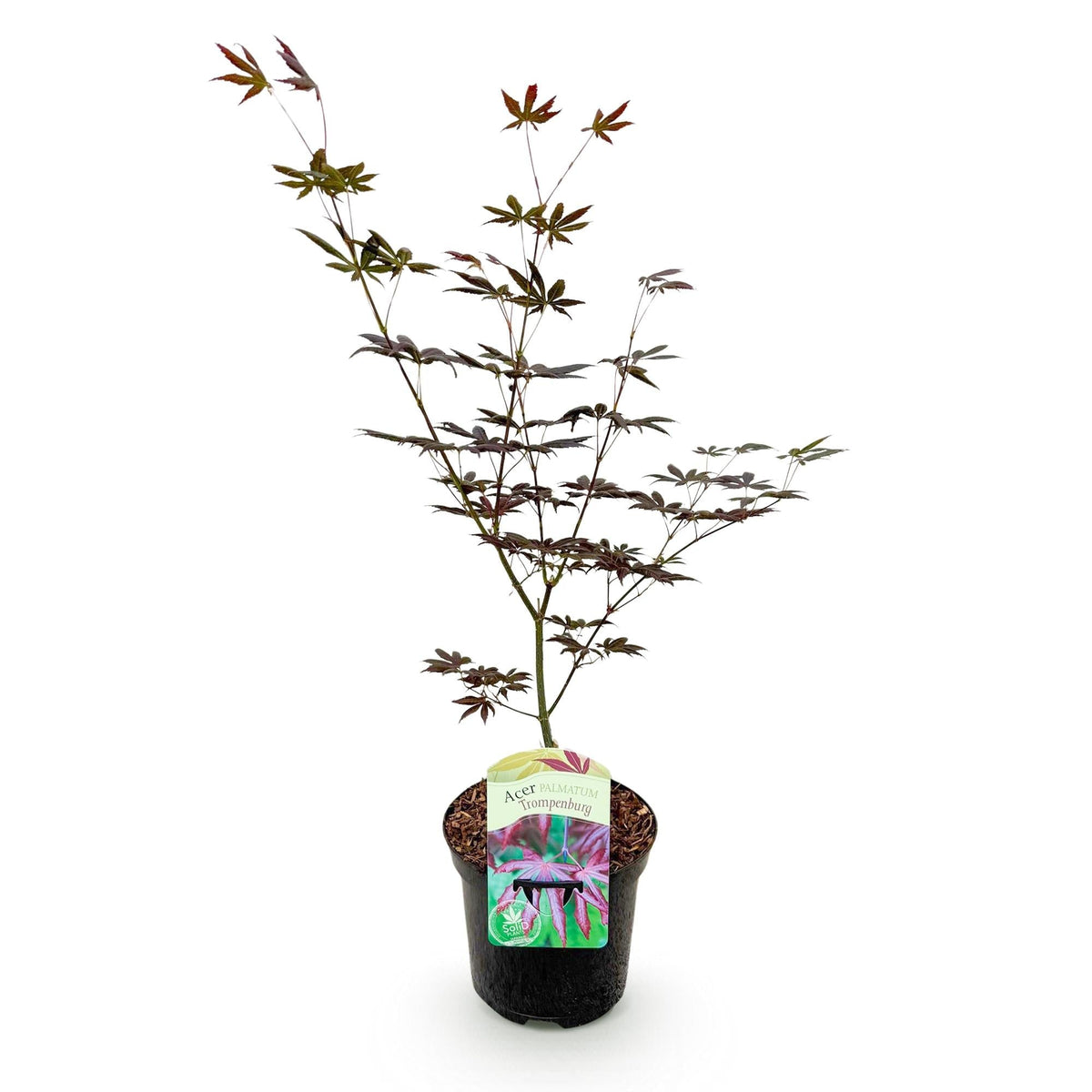 Japanischer Ahorn Acer palmatum 'Trompenburg' – Dunkel Lila – Balkon- & Gartenpflanze – Ø19 cm – Ca. 70 cm hoch – Edler Fächerahorn mit faszinierendem Farbwechsel 