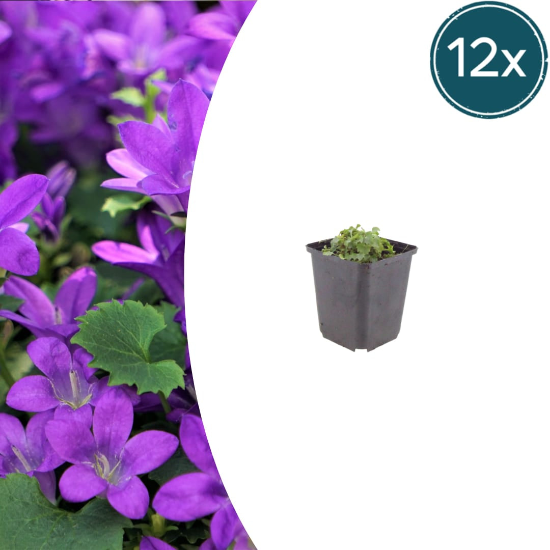 Campanula portenschlagiana – 12 Pflanzen Dalmatiner-Glockenblume – 10-25cm – Ø9cm – Winterharte Bodendecker Staude – Blühpflanze für Garten, Mauer & Steingarten - Oasis of Life