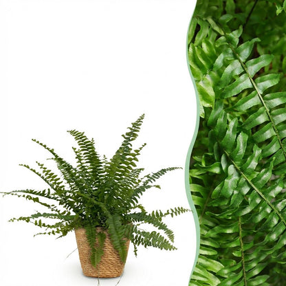 Green boutiQ - Zimmerpflanze - Nephrolepsis exaltata Green Lady - Farn - Haustierfreundliche Pflanze - Grün - 1 Pflanze - mit Korb - Topf 12cm - Höhe 25cm 