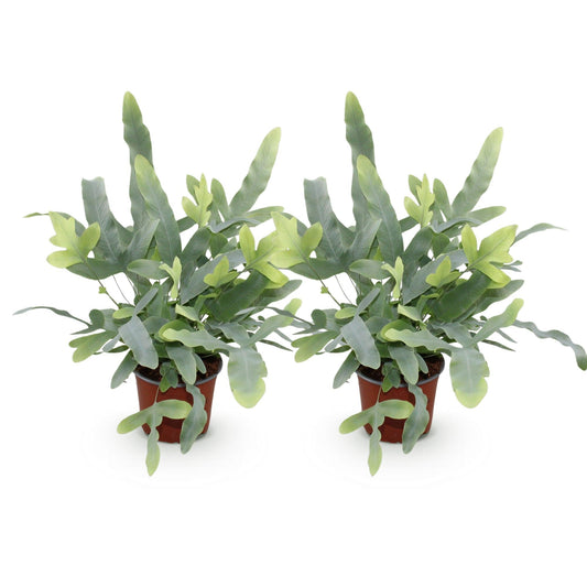 Green boutiQ - Zimmerpflanze - Phlebodium aureum Blue Star - Blaue Farn - Haustierfreundlich - Blau - 2 Pflanzen - Topf 12cm - Höhe 25-30cm 