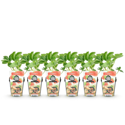 Erdbeere Fragaria Elvira winterhart 6 Pflanzen Höhe 30cm Ø9cm – Rote Erdbeere für Beet Balkon & Topf – Pflegeleichte Obstpflanze mit hohem Ertrag 