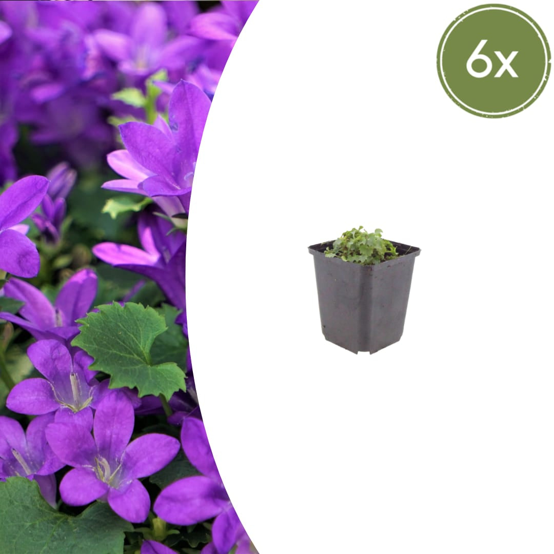Campanula portenschlagiana – 6 Pflanzen Dalmatiner-Glockenblume – 10-25cm – Ø9cm – Winterharte Bodendecker Staude – Blühpflanze für Garten, Mauer & Steingarten – Topfpflanzen - Oasis of Life