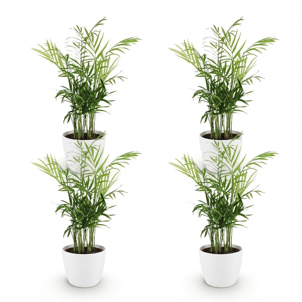 Green boutiQ - Zimmerpflanze - Chamaedorea elegans - Goldpalme - Haustierfreundliche Pflanze - Grün - 4 Pflanzen - mit Potter Weiß - Topf 12cm - Höhe 15cm 