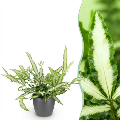 Green boutiQ - Zimmerpflanze - Pteris cretica Albolineata - Schwertfarn - Haustierfreundliche Pflanze - Grün - 1 Pflanze - mit Potter Grau - Topf 12cm - Höhe 20cm 