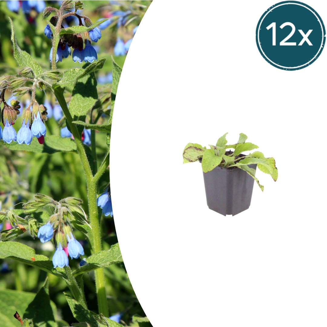 Symphytum grandiflorum Wisley Blue – 12 Pflanzen – Ø9cm – Höhe 10-25cm – Blauer Beinwell – Bodendecker für Schattenbeet – Winterharte Staude - Oasis of Life