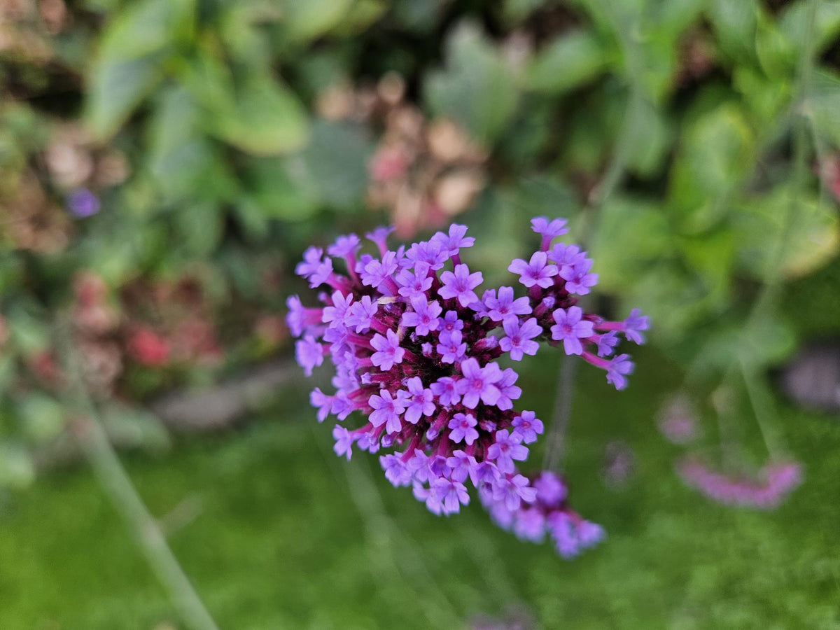 Hohes Eisenkraut Verbena bonariensis 'Lollipop' – ↕10-25cm – Ø9cm – 6 Pflanzen – Lilafarbene Blüten – Langblühend – Pflegeleicht – Balkon, Beet & Garten 