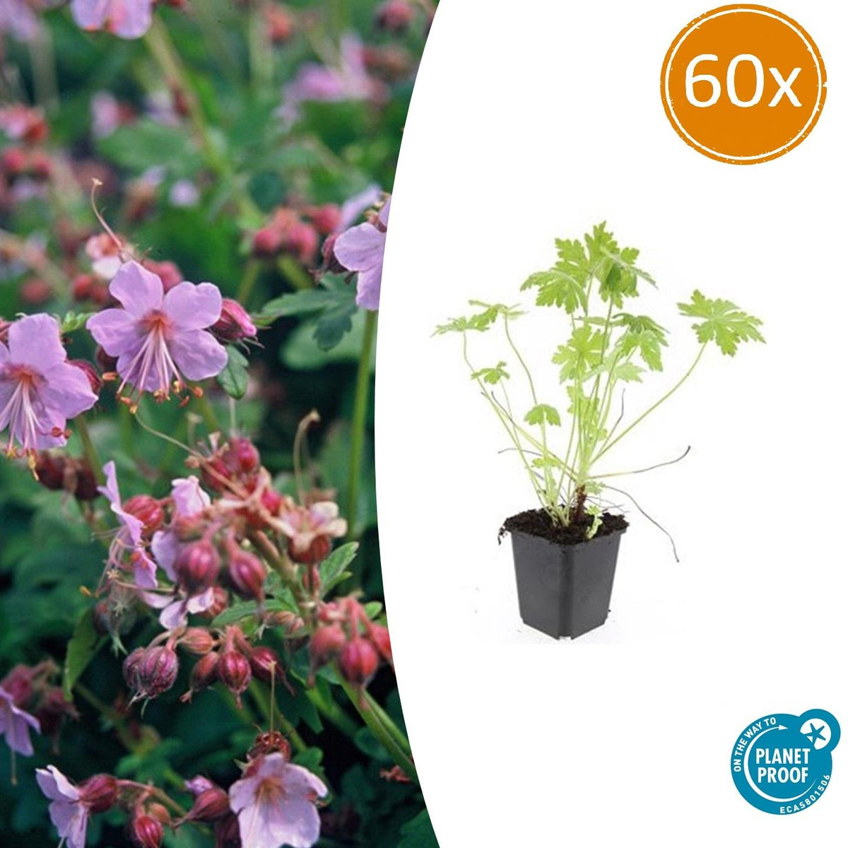 Balkan-Storchschnabel – Geranium macrorrhizum – Ø9cm – 10-25 cm – 60 Pflanzen – winterhart, pflegeleicht, Bodendecker 
