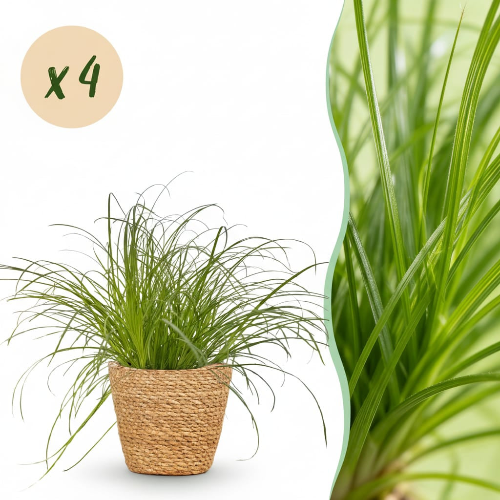 Green boutiQ - Zimmerpflanze - Cyperus alternifolius Zumula - Katzenpflanze - Haustierfreundliche Pflanze - Grün - 4 Pflanzen - mit Korb - Topf 12cm - Höhe 20cm 