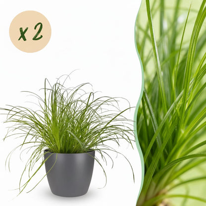 Green boutiQ - Zimmerpflanze - Cyperus alternifolius Zumula - Katzenpflanze - Haustierfreundliche Pflanze - Grün - 2 Pflanzen - mit Potter Grau - Topf 12cm - Höhe 20cm 