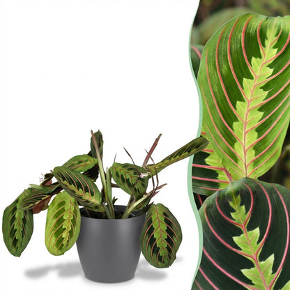 Green boutiQ - Zimmerpflanze - Maranta Fascinator Tricolour - Gebetsblatt - Haustierfreundliche Pflanze - Grün - 1 Pflanze - mit Potter Grau - Topf 12cm - Höhe 25cm 