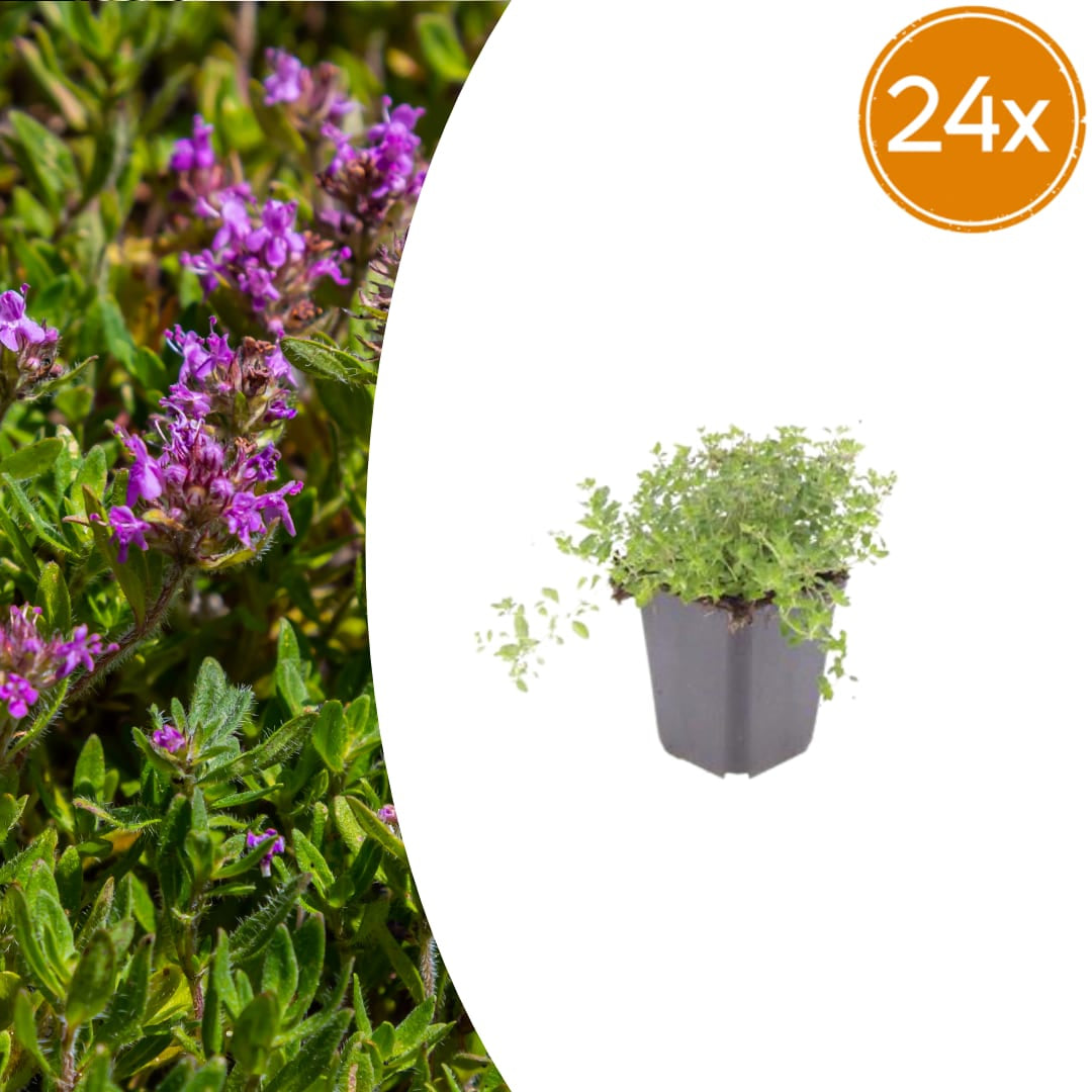Thymus serpyllum Set – 24 Pflanzen Ø9cm – Duftender Sand Thymian Bodendecker – Winterhart trockenheitsresistent niedrig wachsend – Für Garten Wege Steinfugen Terrasse Bienenfreundlich 