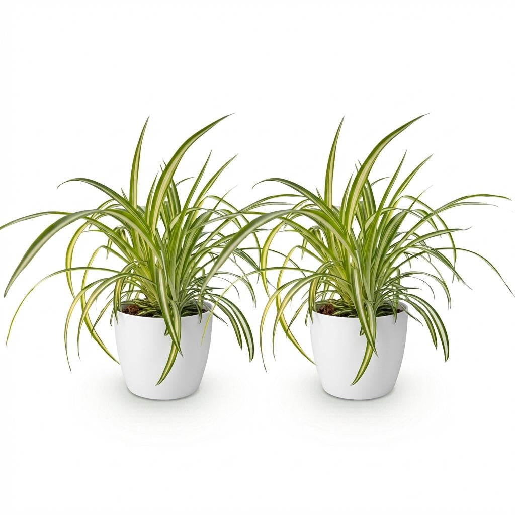 Green boutiQ - Zimmerpflanze - Chlorophytum comosum Variegatum - Bunte Graslilie - Haustierfreundliche Pflanze - Grün - 2 Pflanzen - mit Potter Weiß - Topf 12cm - Höhe 20cm 