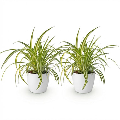 Green boutiQ - Zimmerpflanze - Chlorophytum comosum Variegatum - Bunte Graslilie - Haustierfreundliche Pflanze - Grün - 2 Pflanzen - mit Potter Weiß - Topf 12cm - Höhe 20cm 