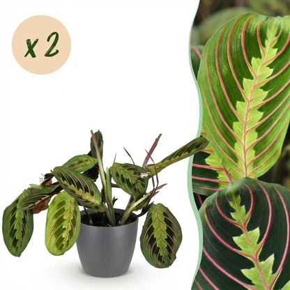 Green boutiQ - Zimmerpflanze - Maranta Fascinator Tricolour - Gebetsblatt - Haustierfreundliche Pflanze - Grün - 2 Pflanzen - mit Potter Grau - Topf 12cm - Höhe 25cm 