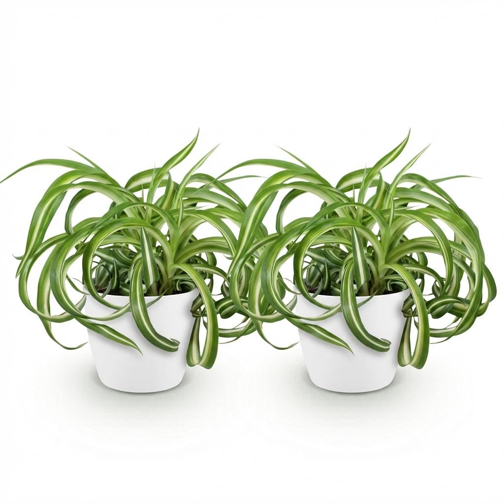Green boutiQ - Zimmerpflanze - Chlorophytum comosum Bonnie - Lockige Graslilie - Haustierfreundliche Pflanze - Grün - 2 Pflanzen - mit Potter Weiß - Topf 12cm - Höhe 20cm 