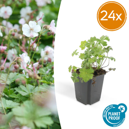 Geranium cantabrigiense 'Biokovo' – 24 Pflanzen – ↕10-25cm – Ø9cm – Bodendecker mit weiß-rosa Blüten – Winterhart & pflegeleicht – Für Beete & Ränder 