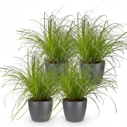 Green boutiQ - Zimmerpflanze - Cyperus alternifolius Zumula - Katzenpflanze - Haustierfreundliche Pflanze - Grün - 4 Pflanzen - mit Potter Grau - Topf 12cm - Höhe 20cm 