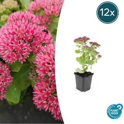 Hohes-Fettblatt Sedum 'Herbstfreude' – ↕10-25cm – Ø9cm – 12 Pflanzen – Winterhart – Trockenheitstolerant – Bienenfreundlich – Spätsommerblüte 