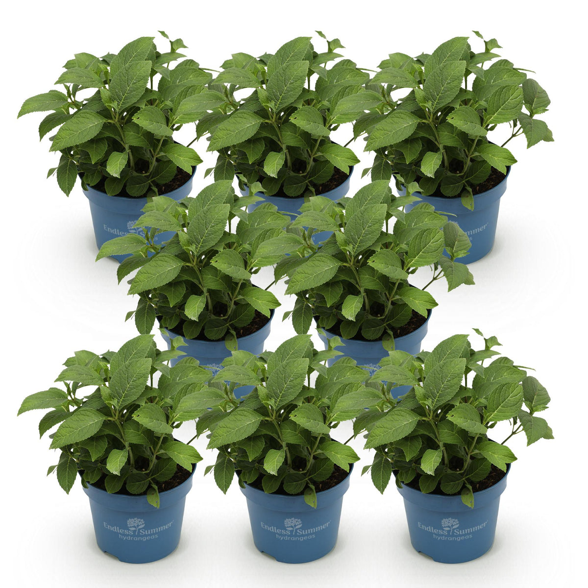 Hortensie Hydrangea Endless Summer The Original Blue 8er Set – frosthart blau – 14cm – Höhe 20-25cm – lange Blüte bis Frost – für Beet, Hecke, Kübel, Balkon & Terrasse 