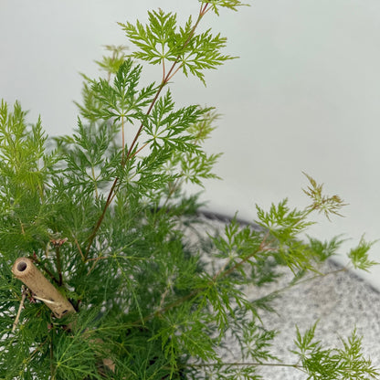 Japanischer Ahorn – Acer palmatum 'Emerald Lace' – Balkonpflanze – ca. 70 cm hoch – Topf Ø19 cm – feingeschnittenes grünes Laub, herbstliche Gold- & Rottöne – kompakt & pflegeleicht 