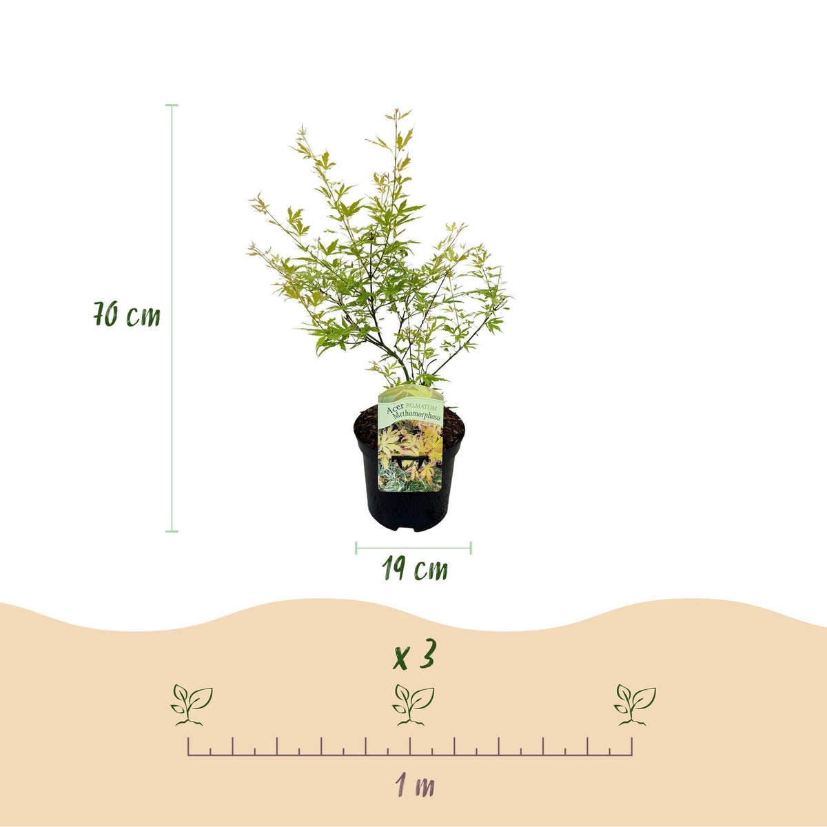 Japanischer Ahorn – Acer palmatum Metamorphosa – 70 cm hoch – im 19 cm Topf – Balkonpflanze & Zierbaum – Grünes Frühlingslaub, rote Herbstfärbung – Ideal für Beet & Kübel 
