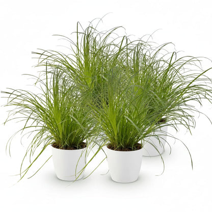 Green boutiQ - Zimmerpflanze - Cyperus alternifolius Zumula - Katzenpflanze - Haustierfreundliche Pflanze - Grün - 4 Pflanzen - mit Potter Weiß - Topf 12cm - Höhe 20cm 
