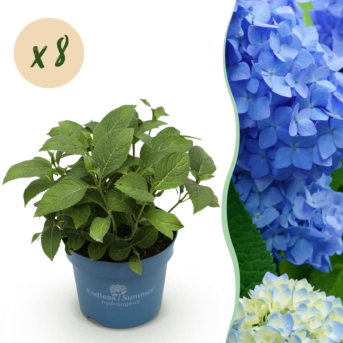 Hortensie Hydrangea Endless Summer The Original Blue 8er Set – frosthart blau – 14cm – Höhe 20-25cm – lange Blüte bis Frost – für Beet, Hecke, Kübel, Balkon & Terrasse 