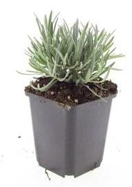 Lavendel Lavandula intermedia 'Edelweiss' – 24 Pflanzen – ↕10-25cm – Ø9cm – Weißblühender Lavendel – Winterhart, duftend & bienenfreundlich – Für Beete, Kübel & Trockensträuße 