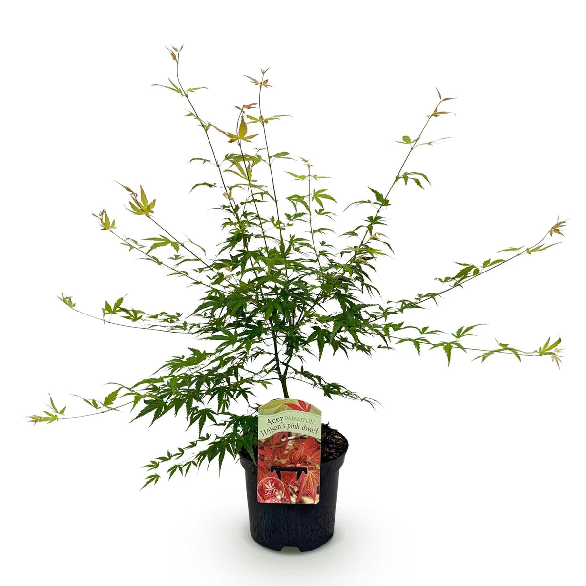 Japanischer Ahorn – Acer palmatum 'Pink Dwarf' – ca. 70 cm hoch – Ø19 cm – rosa Frühlingslaub – kompakte Balkon- & Gartenpflanze 