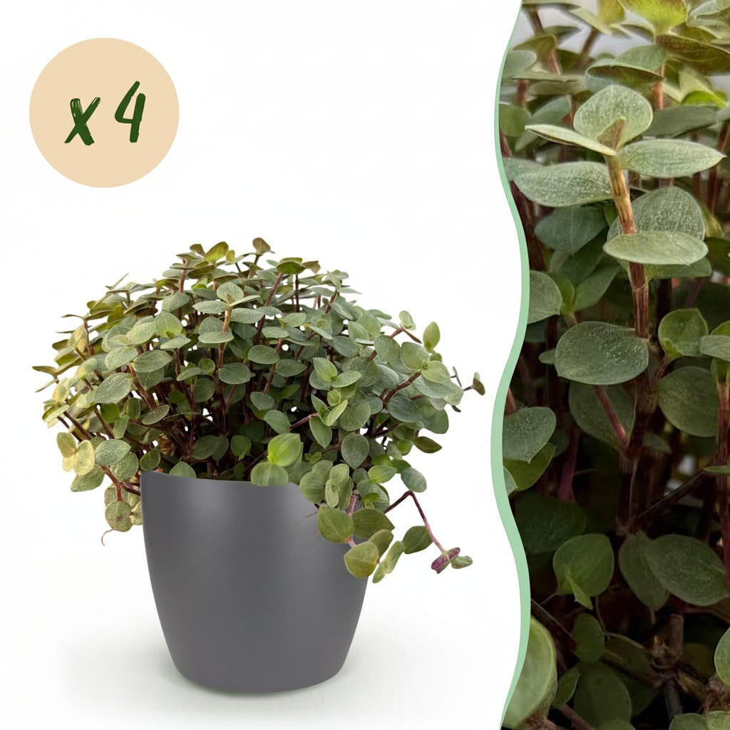 Green boutiQ - Zimmerpflanze - Calissia repens - Katzengras - Haustierfreundlich - Grün - 4 Pflanzen - mit Potter Grau - Topf 12cm - Höhe 17-20cm 