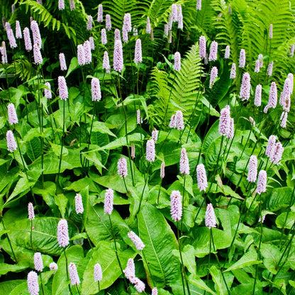 Persicaria bistorta Rosa blühende Staude Ø9cm 6 Stück