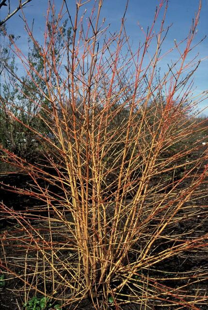 Roter Hartriegel Cornus sang. 'Anny's Winter Orange' – ↕10-25cm – Ø9cm – 6 Pflanzen – Winterharte Sträucher – Leuchtend orange Zweige – Für Beete & Solitärpflanzungen 
