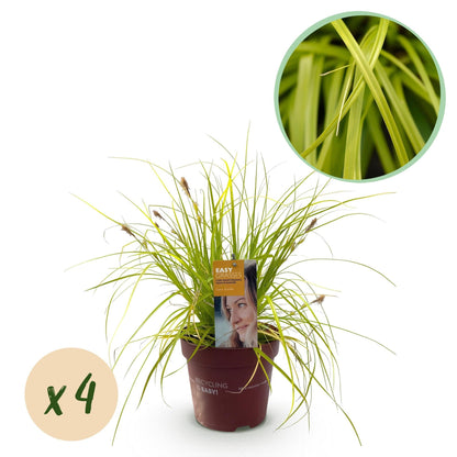 Japansegge Carex oshimensis Everillo – Immergrünes Ziergras – Gelbe Blätter – 4 Pflanzen – Pflegeleicht – Ø17 cm – Höhe ca. 50 cm 
