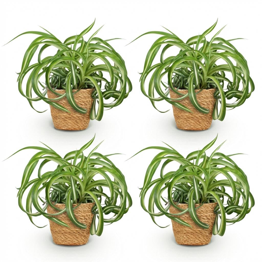 Green boutiQ - Zimmerpflanze - Chlorophytum comosum Bonnie - Lockige Graslilie - Haustierfreundliche Pflanze - Grün - 4 Pflanzen - mit Korb - Topf 12cm - Höhe 20cm 