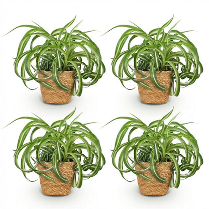 Green boutiQ - Zimmerpflanze - Chlorophytum comosum Bonnie - Lockige Graslilie - Haustierfreundliche Pflanze - Grün - 4 Pflanzen - mit Korb - Topf 12cm - Höhe 20cm 