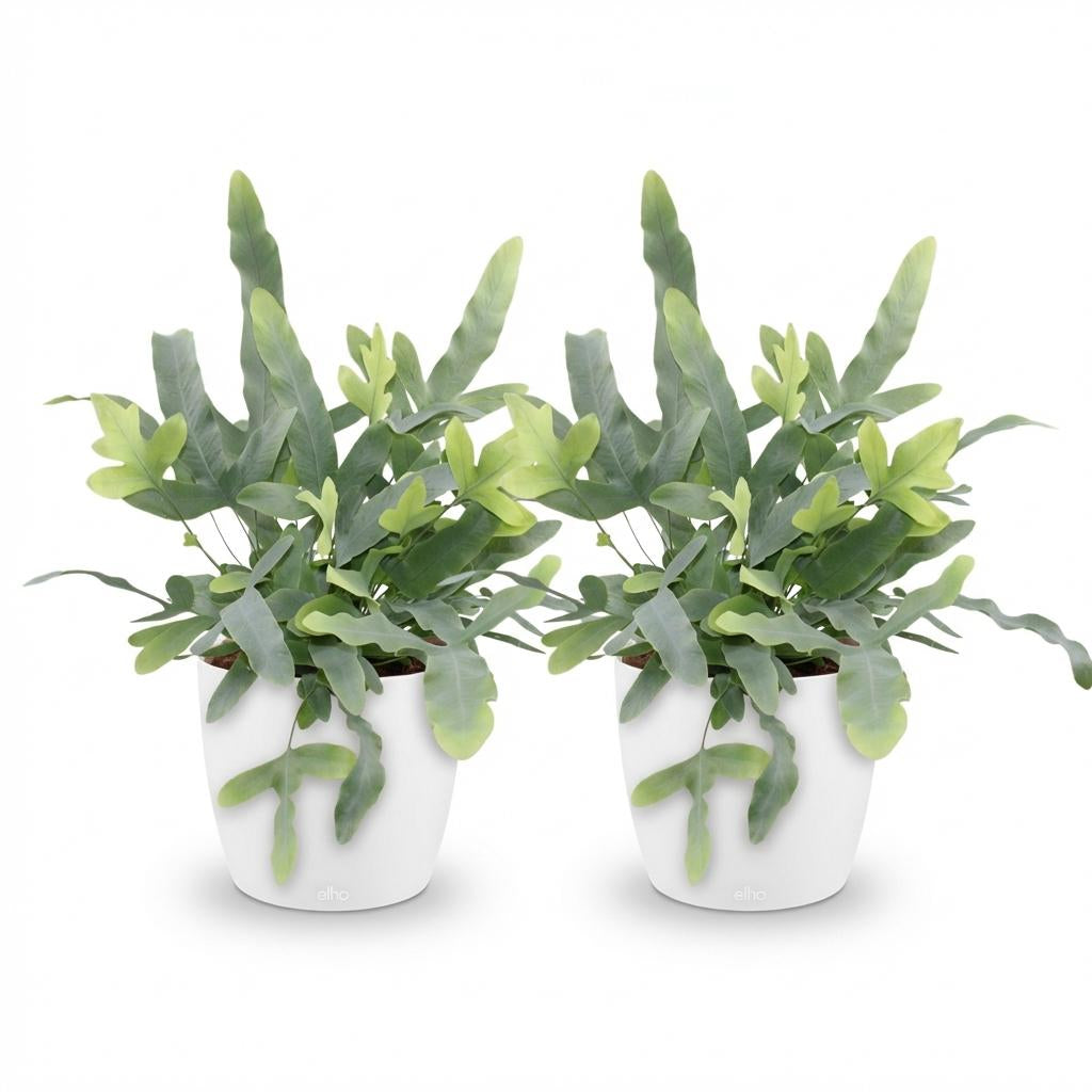 Green boutiQ - Zimmerpflanze - Phlebodium aureum Blue Star - Blaue Farn - Haustierfreundliche Pflanze - Blau - 2 Pflanzen - mit Potter Weiß - Topf 12cm - Höhe 25cm 