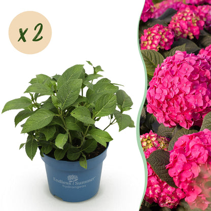 Green boutiQ - Gartenpflanze - Hydrangea Endles Summer Summer Love Red - Hortensie - Winterhart - Rot - 2 Pflanzen - Topf 14cm - Höhe 20-25cm 