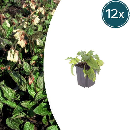 Symphytum grandiflorum – 12 Pflanzen Ø9cm – Höhe10-25cm – Frühblühender Bodendecker für Schatten & Halbschatten – Cremegelbe Blüten – Winterhart pflegeleicht - Oasis of Life