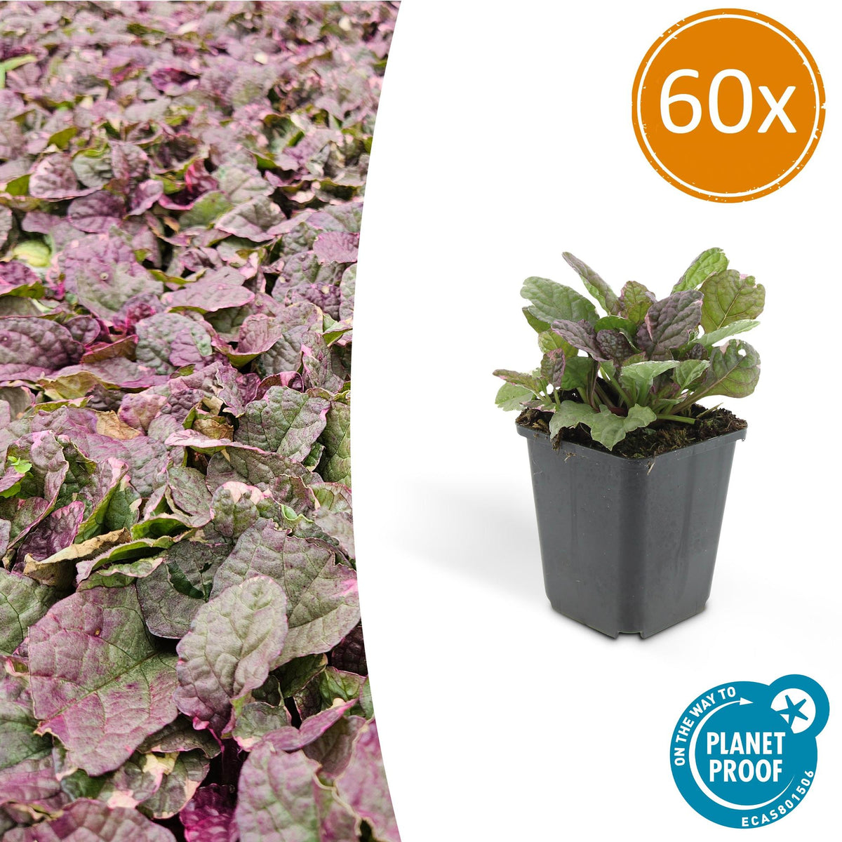Kriechender Günsel Ajuga reptans 'Burgundy Glow' – ↕10-25cm – Ø9cm – 60 Pflanzen – Immergrüner Bodendecker & pflegeleicht – Bienenfreundlich & winterhart 