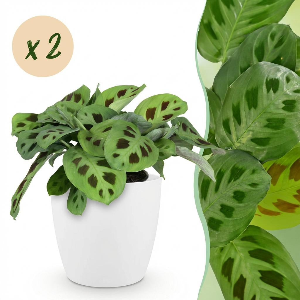 Green boutiQ - Zimmerpflanze - Maranta Fascinator Kerchoveana - Zebrapflanze - Haustierfreundliche Pflanze - Grün - 2 Pflanzen - mit Potter Weiß - Topf 12cm - Höhe 25cm 