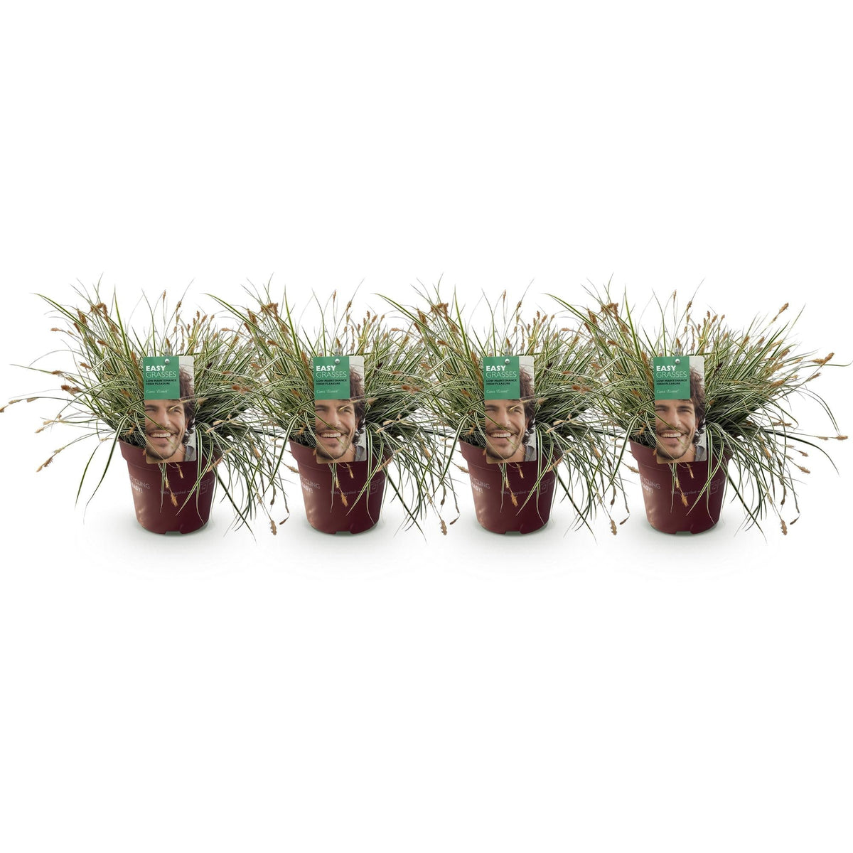 Grünweiße Segge – Carex oshimensis 'Everest' – 4 Pflanzen – Immergrün – Ziergras mit weißem Blattrand – Pflegeleicht – Ø17cm – Höhe ca. 50 cm 