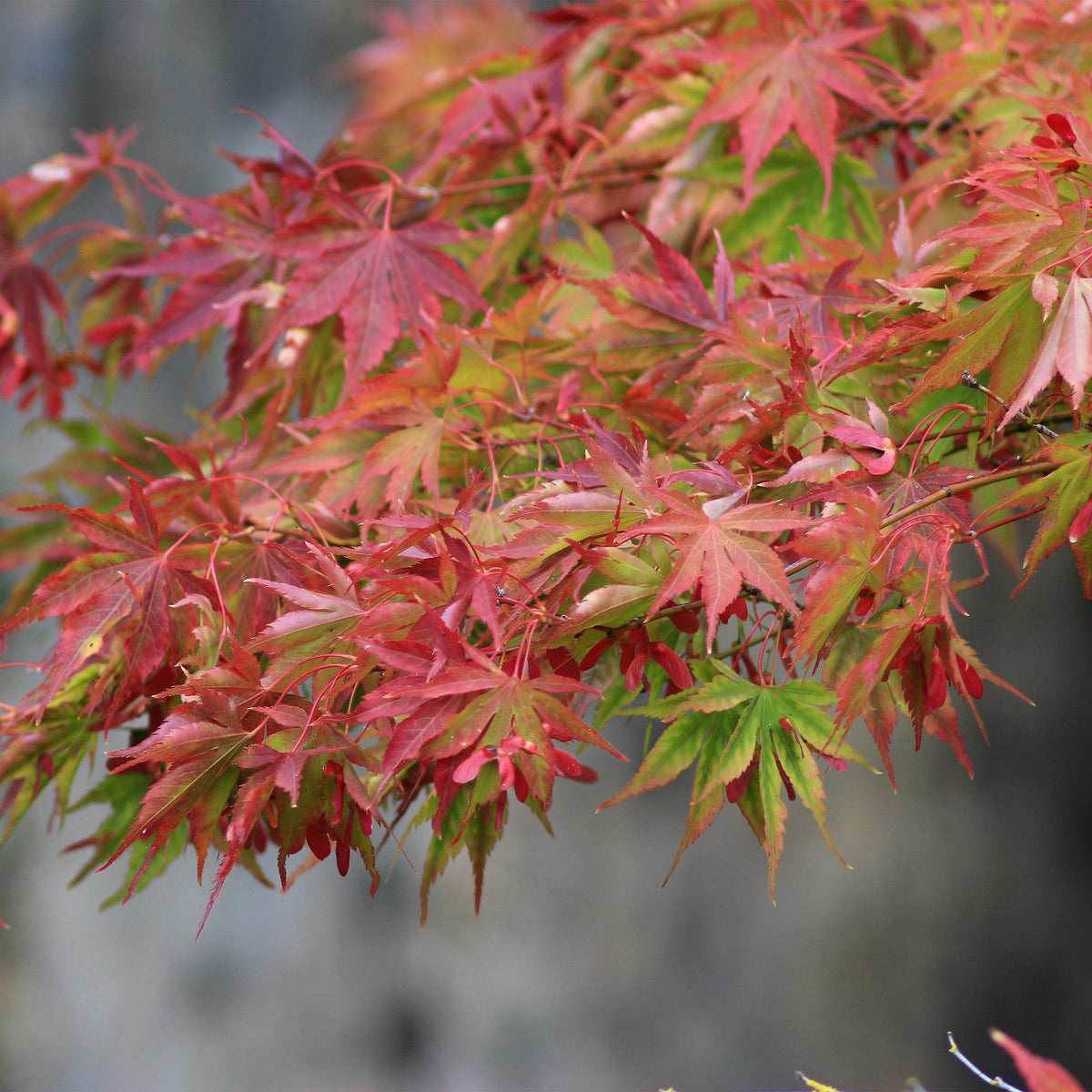 Japanischer Ahorn Acer palmatum Beni Maiko – Rote Balkonpflanze – Ø19cm – Höhe ca. 70cm – Kompakter Zierahorn für Beet & Terrasse 