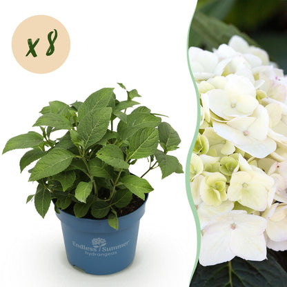 Hortensie Hydrangea Endless Summer The Bride 8er Set – winterhart weiß, später zartrosa – 14cm – Höhe 20-25cm – lange Blüte bis Herbst – für Beet, Hecke, Kübel, Balkon & Terrasse 