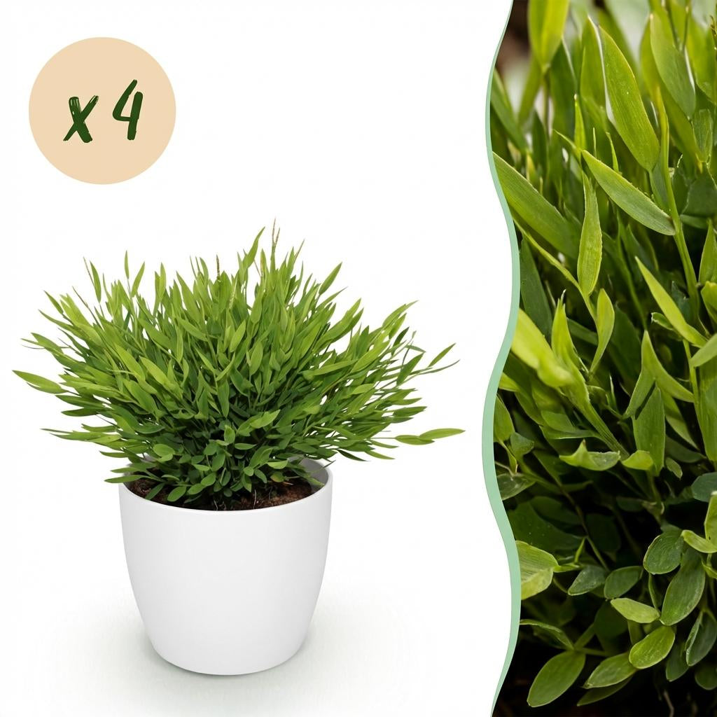 Green boutiQ - Zimmerpflanze - Bamusa Pogonatherum Monica - Bambusgras - Haustierfreundliche Pflanze - Grün - 4 Pflanzen - mit Potter Weiß - Topf 12cm - Höhe 20cm 