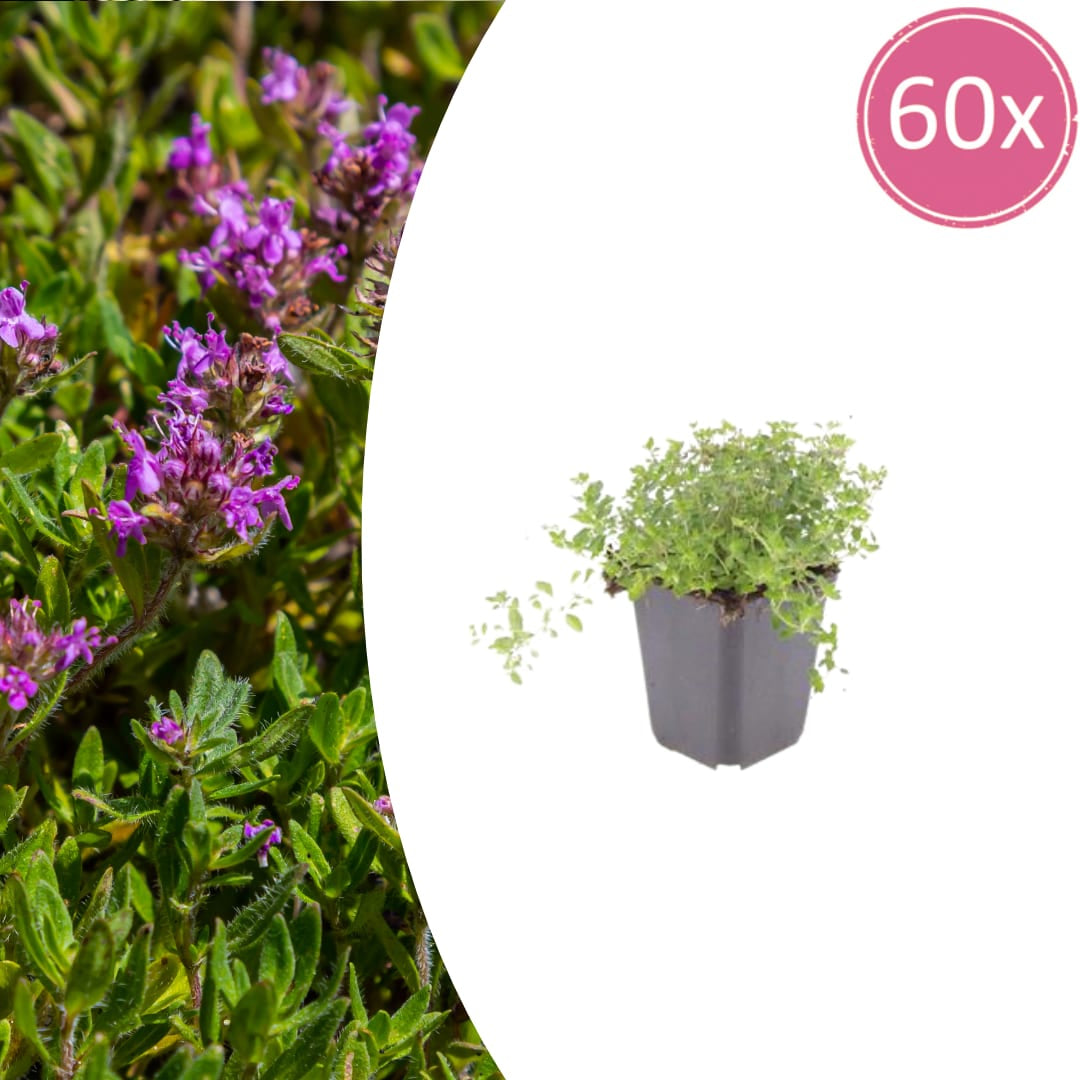 Thymus serpyllum Set – 60 Pflanzen Ø9cm – Duftender Sand Thymian Bodendecker – Winterhart trockenheitsresistent niedrig wachsend – Für Garten Wege Steinfugen Terrasse Bienenfreundlich 