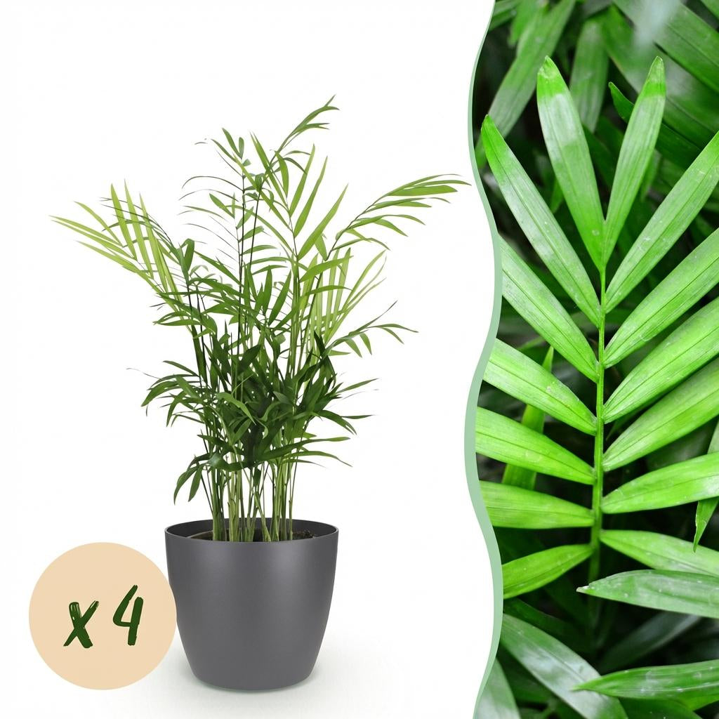 Green boutiQ - Zimmerpflanze - Chamaedorea elegans - Goldpalme - Haustierfreundliche Pflanze - Grün - 4 Pflanzen - mit Potter Grau - Topf 12cm - Höhe 15cm 