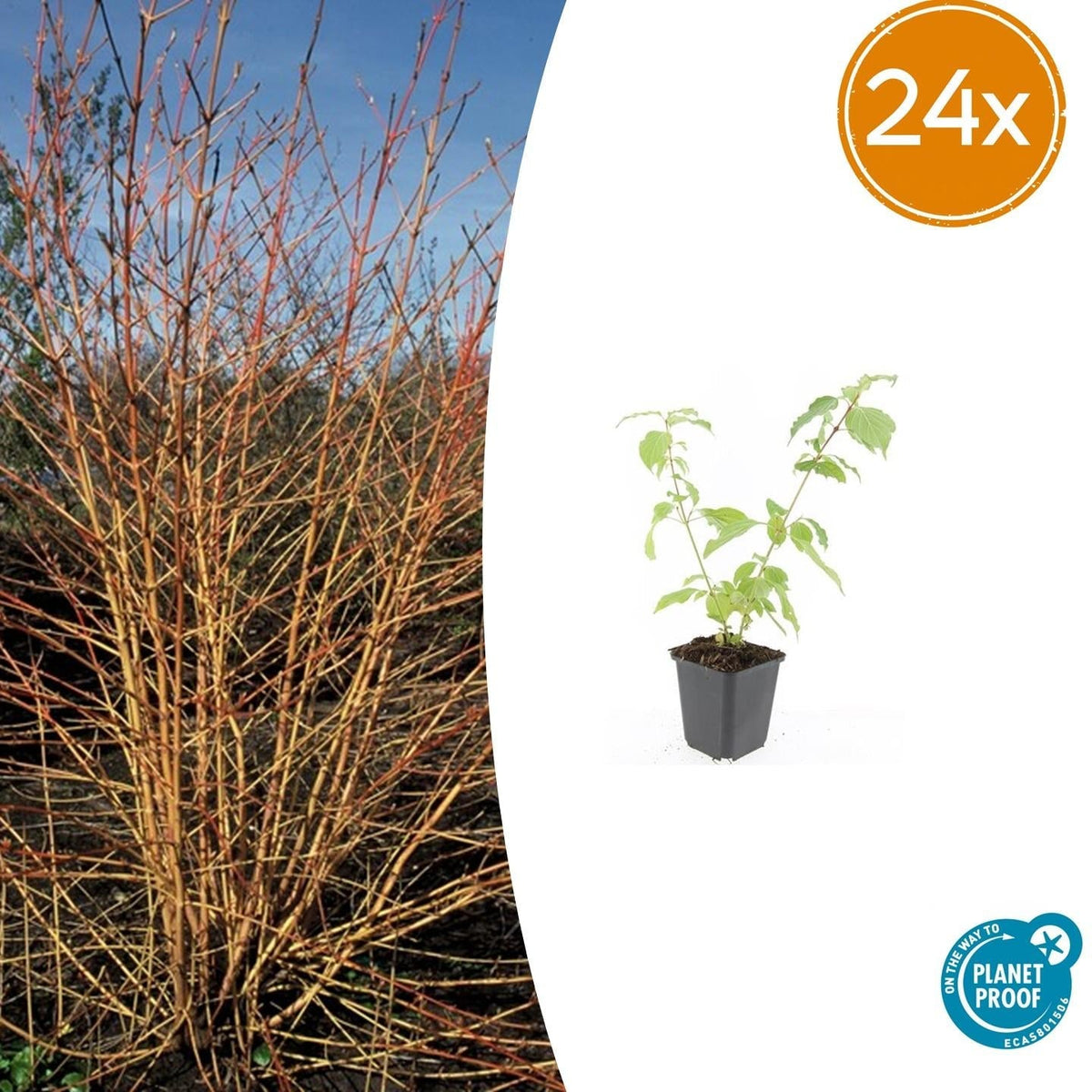 Cornus sanguinea 'Anny's Winter Orange' – 24 Pflanzen – ↕10-25cm – Ø9cm – Hartriegel – Winterfärbung, robust & pflegeleicht 