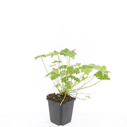 Geranium 'Tiny Monster' – 24 Pflanzen – ↕10-25cm – Ø9cm – Kompakte Staude mit violett-blauen Blüten – Pflegeleicht & winterhart 