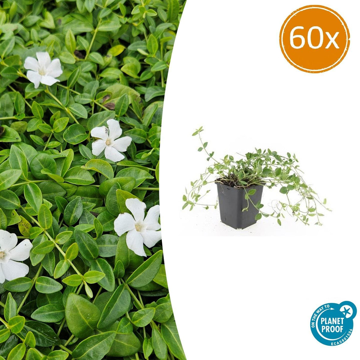 Kleines Immergrün Vinca minor 'Gertrude Jekyll' – ↨10-25 cm – Ø9 cm – Immergrüner Bodendecker mit weißen Blüten, schattentolerant & pflegeleicht – 60 Pflanzen 